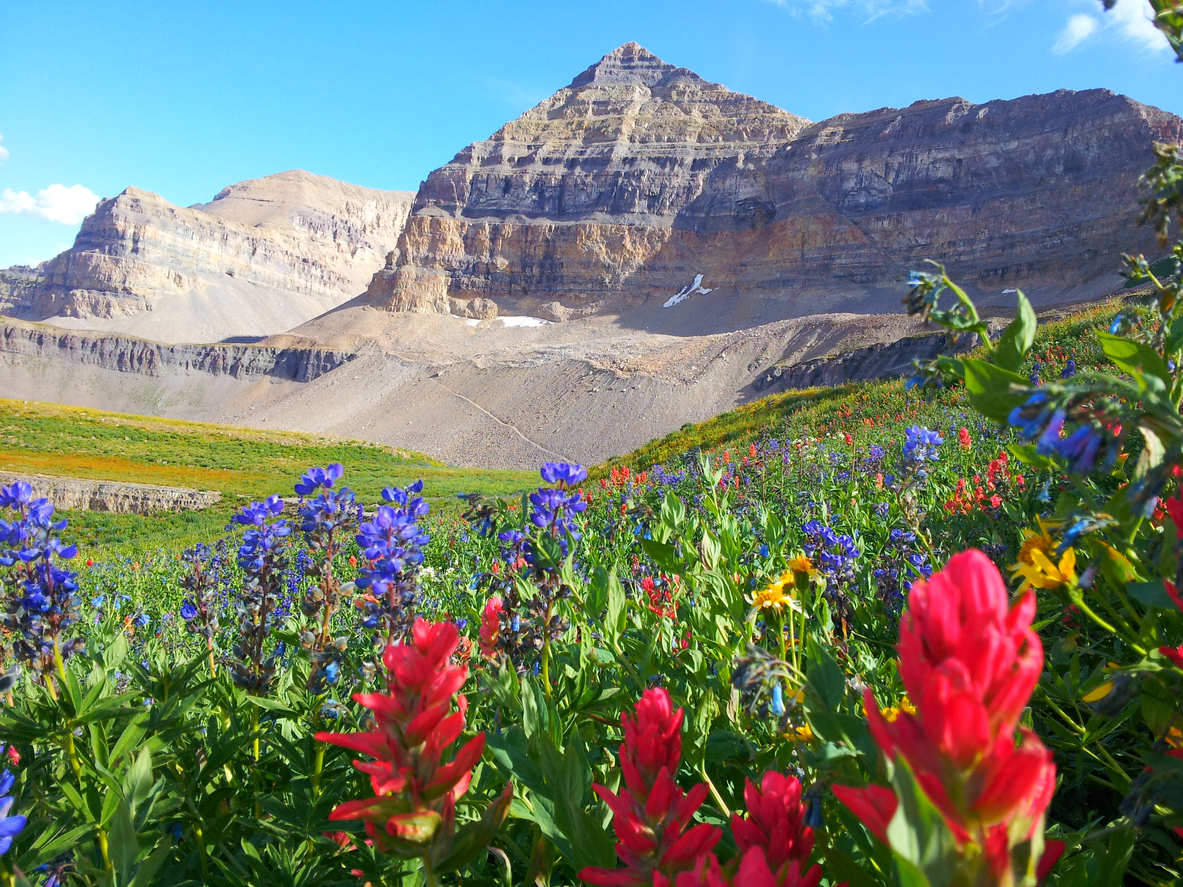 Alpine School District UT Cenergistic